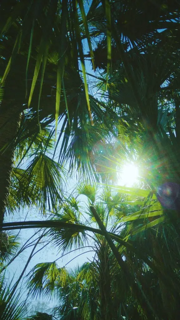 sunlight through leaves